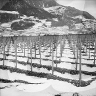 "Walliser Rebenkrieg": illegal angebaute Reben, 1960