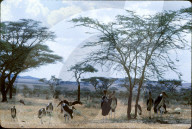 Marabus