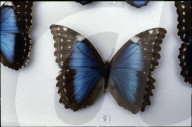 Schmetterling Morphos aus Südamerika