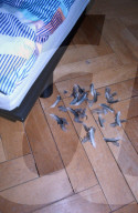 Katze hat Vogel gefressen