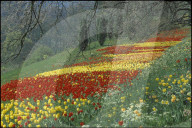 Blumenbeet, Parkanlage auf der Insel Mainau