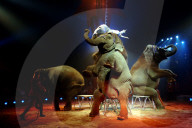 Circus Knie, Nummer mit Elefanten; 2005
