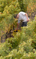 Weinlese im Dorf Champagne, Waadt, 2004