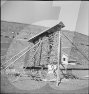 WK 2: Getreideernte in Tschamut, 1941