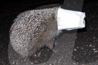 Igel mit Pappbecher über der Schnauze