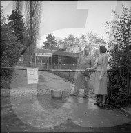 Absperrung wegen Maul- und Klauenseuche auf dem Zürichberg, 1951