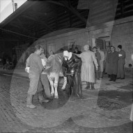 Bekämpfung der Maul- und Klauenseuche, 1953