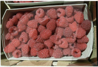 Karton-Schale mit Himbeeren 1997
