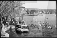"Frühling" Ende Januar 1971: Seeufer, mit Seevögel