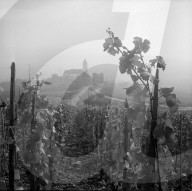 Weinberg bei Hallau; 1958