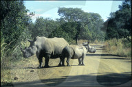 Südafrika 1995: Nashörner auf Landstrasse