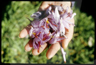 Crocus sativus, Krokus, Safran