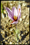 Crocus sativus, Krokus mit Safran-Fäden