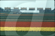 Tulpenfelder bei Lisse 1980