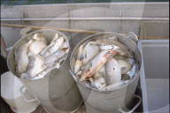 Tote Fische; Überwärmter Greifensee 1999