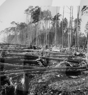 Waldrodung für den Mehranbau bei Embrach 1942