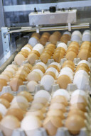 Bio-Eier aus Rüti 2006