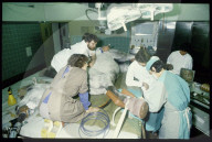 Tierspital Zürich: Pferd auf Operationstisch 1983 