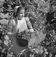 "Heidenwein": Winzerin bei der Weinlese, 1956