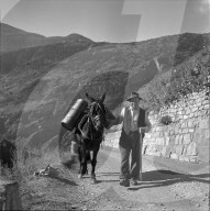 "Heidenwein": Maultier bei der Weinlese, 1956
