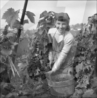 Mädchen bei Weinlese in Riex im Lavaux, 1957