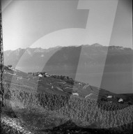 Weinberge bei Cully im Lavaux, 1958