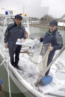 Vogelgrippe in der Schweiz 2006: Seepolizisten suchen nach toten Vögeln am Bodensee