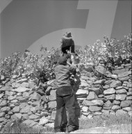 "Heidenwein": Steinmauer im Rebberg, 1956