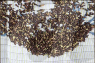 Trocknen von Gewürznelken, Indonesien, Insel Damar, 1986