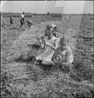 Schulkinder beim Ähren lesen, Nachlese im Rheintal; 1941
