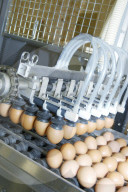 Bio-Eier aus Rüti 2006