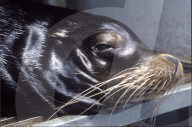 Zirkus Valentino: Seelöwe "Cäsar" 1994