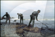 Soldaten bekämpfen Ölpest an der Ligurischen Küste 1991
