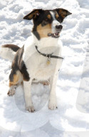 Tier aus Zürcher Tierheim 2005: Appenzellermischling Mira