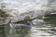 Dampfschiffentenpaar im Zürcher Zoo, 2006