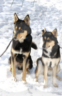 Tier aus Zürcher Tierheim 2005: Husky-Mischlinge Indiego und Muglug
