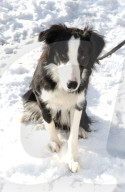 Tier aus Zürcher Tierheim 2005: Border Collie Sirio