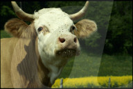 Simmentaler Kuh