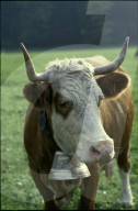 Simmentaler Kuh mit Kuhglocke