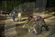 Schlittenhunde am Fressen 1991