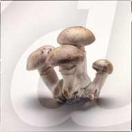 Champignons