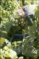 Rebberge in Miege, Wallis 1980