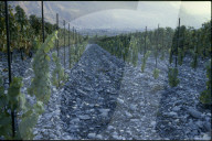 Rebberge in Miège, Wallis 1980