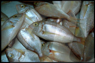 Goldbrassen