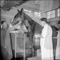 Schweizerisches Serum- und Impfinstitut, Pferd 1956