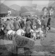 Vom Maltafieber betroffene Ziegen im Val Ferret, 1958