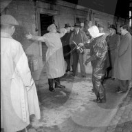 Bekämpfung der Maul- und Klauenseuche, 1953
