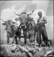 Landdienst; Lehrling führt Kuhgespann, 1943