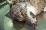 Kopf eines toten Wolfs, 1999