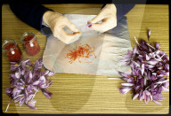 Gewinnung von Safran-Fäden